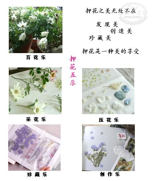 押花課堂：押花的工具與使用方法（圖解）
