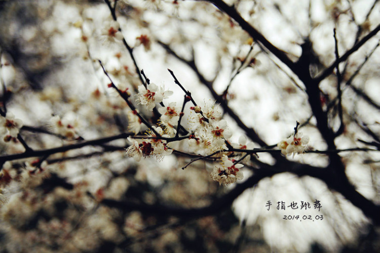 【走走聊聊拍拍】新春襄陽(yáng)行——古隆中 - 手指也跳舞 - 跳舞姐姐的手工莊園