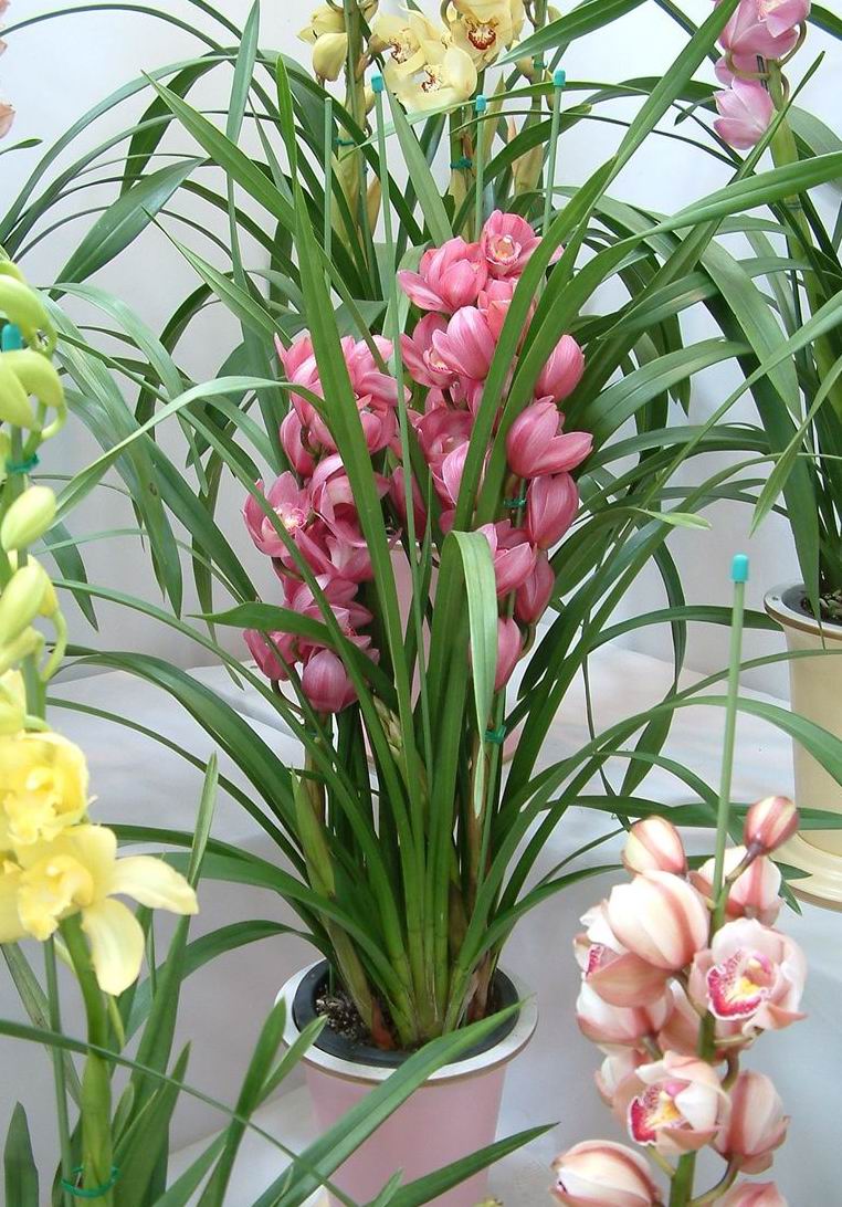 家庭養(yǎng)花---沒有污染的殺蟲妙招 - 徽娘 - 徽娘 家庭養(yǎng)花---沒有污染的殺蟲妙招 - 徽娘 - 徽娘