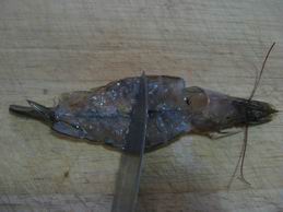 25060-12.jpg
