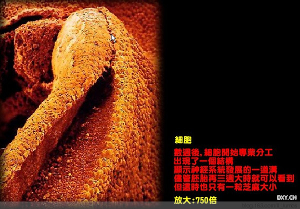 人類之生 - 做手工夢的時間 - 時間合訂本
