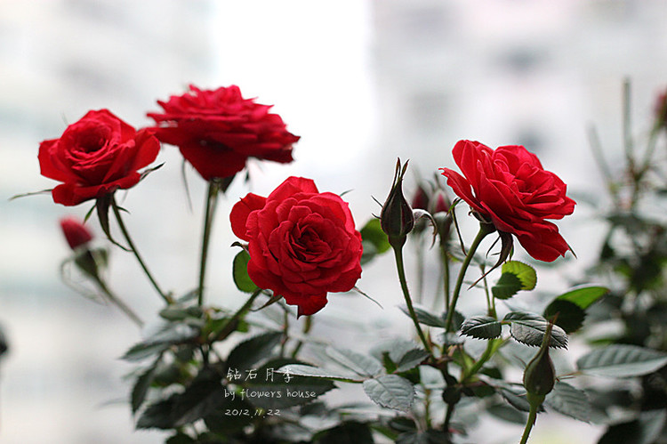 2012年11月29日 - 花滿樓 - 花滿樓