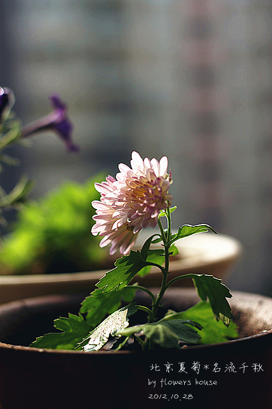 2012年11月29日 - 花滿樓 - 花滿樓