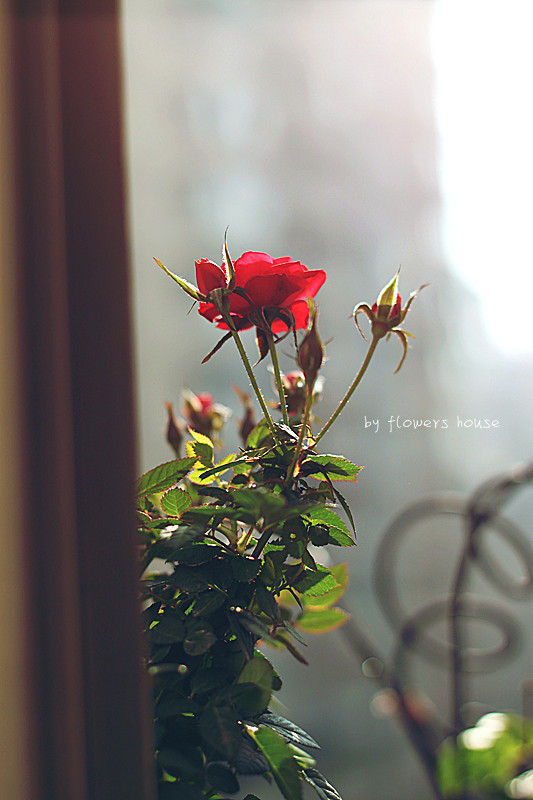 2012年11月29日 - 花滿樓 - 花滿樓
