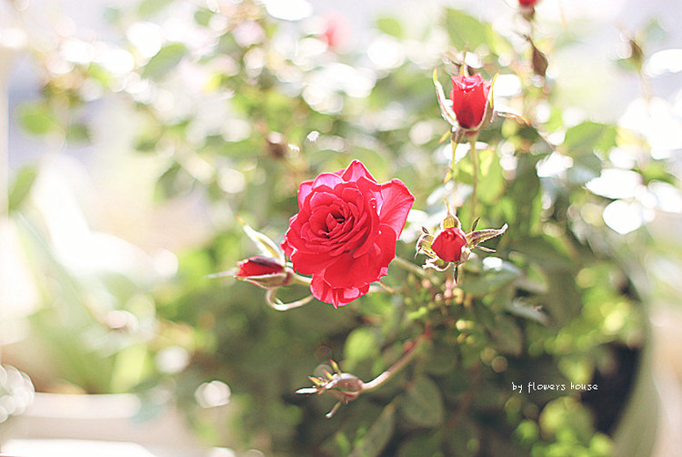 2012年11月29日 - 花滿樓 - 花滿樓