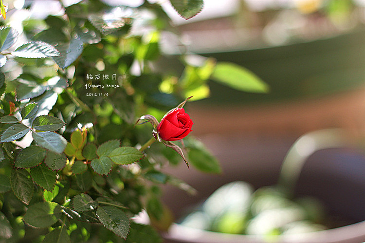 2012年11月29日 - 花滿樓 - 花滿樓