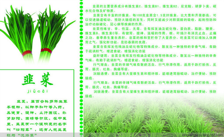 韭菜，你以為只是壯陽？看后震驚了，要告訴全家人！ - 青島貴族 - 青島貴族的博客