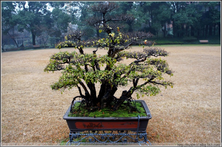 【原創(chuàng)】丁香花園（二） - 士心尹口 - 士心尹口的博客