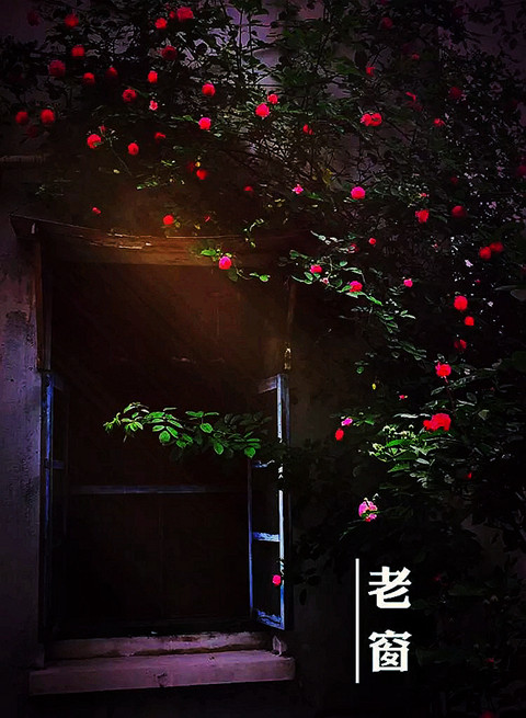 盛開鮮花的老窗 - Daphne Tsui - 因為愛所以愛