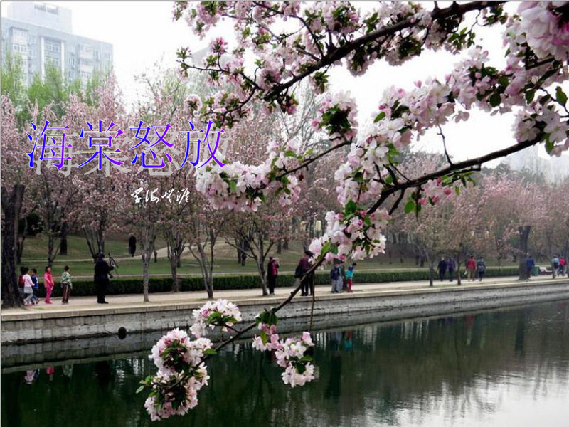 海棠怒放 - 學海無涯 - 讀書之法.在循序而漸進.熟讀而精思