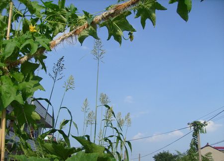 絲瓜藤可不一般，它能治好鼻竇炎 - 瀛子 - 瀛の小箋