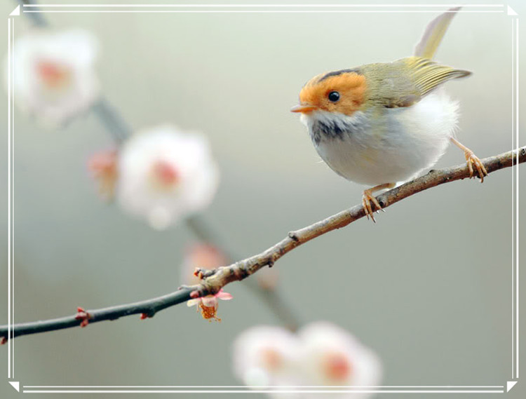 蕩胸生層云，決眥入歸鳥 - 淡泊 - 淡泊