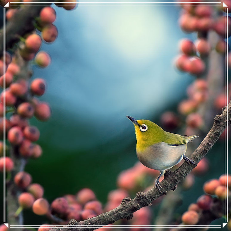 蕩胸生層云，決眥入歸鳥 - 淡泊 - 淡泊