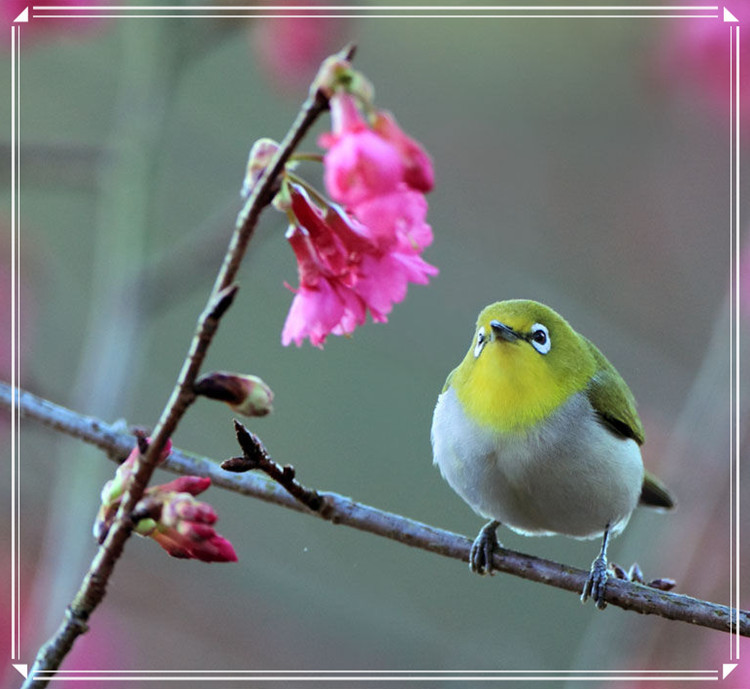 蕩胸生層云，決眥入歸鳥 - 淡泊 - 淡泊