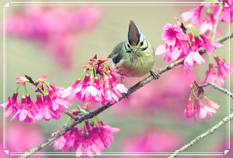 蕩胸生層云，決眥入歸鳥 - 淡泊 - 淡泊