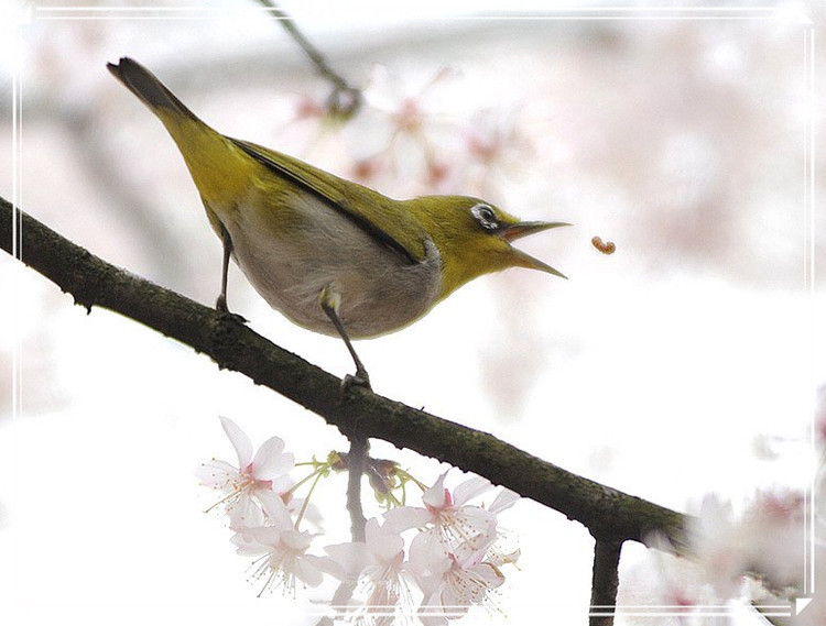 蕩胸生層云，決眥入歸鳥 - 淡泊 - 淡泊