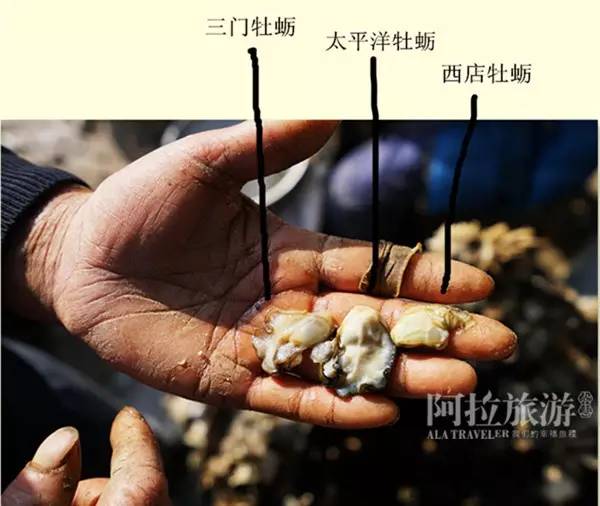 【天南海北】舌尖上的寧波小海鮮 - hjg631 - 哈軍工631隊(duì)的博客