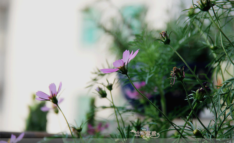 小滿，賞花，（蘭心蕙質(zhì)2015） - 蘭心蕙質(zhì) - 蘭心蕙質(zhì)藍云海