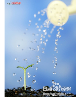 陽臺如何種植西紅柿
