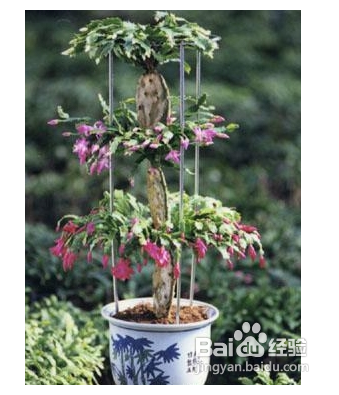 陽臺如何種植西紅柿