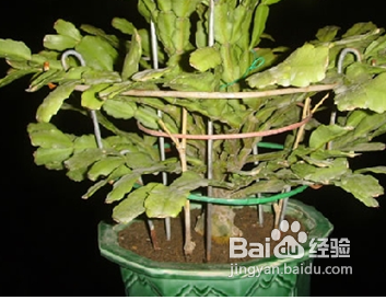 陽臺如何種植西紅柿
