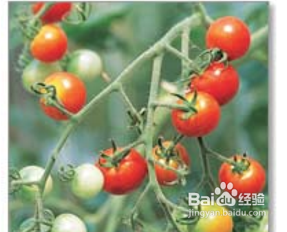 陽臺如何種植西紅柿