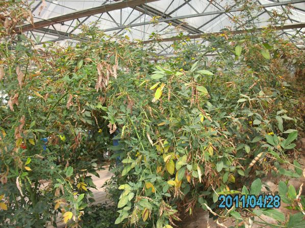 吊著長的蔬菜 - 明琳 - 明琳的博客