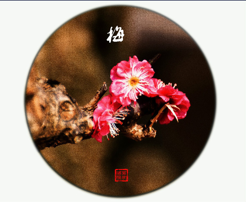 上海莘莊梅園 - cello-ma - cello-ma的博客