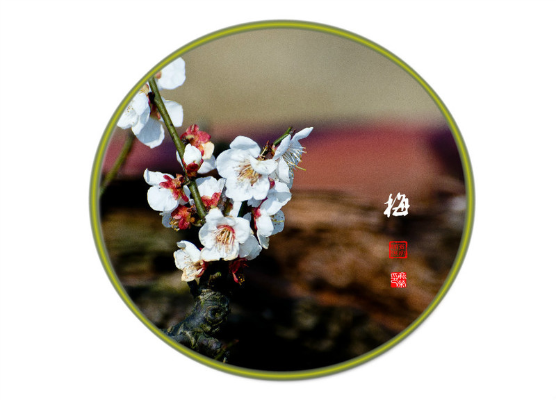 上海莘莊梅園 - cello-ma - cello-ma的博客