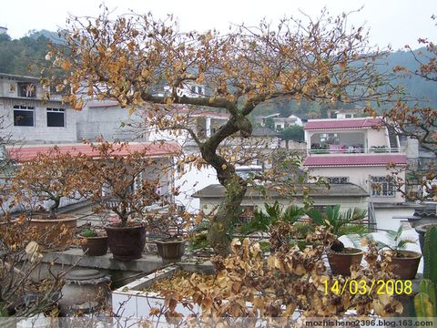 【原創(chuàng)】如何使三角梅開花燦爛? - 寶巾奴 - 寶巾奴的個人主頁 【原創(chuàng)】如何使三角梅開花燦爛? - 寶巾奴 - 寶巾奴的個人主頁