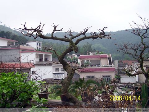 【原創(chuàng)】如何使三角梅開花燦爛? - 寶巾奴 - 寶巾奴的個人主頁 【原創(chuàng)】如何使三角梅開花燦爛? - 寶巾奴 - 寶巾奴的個人主頁