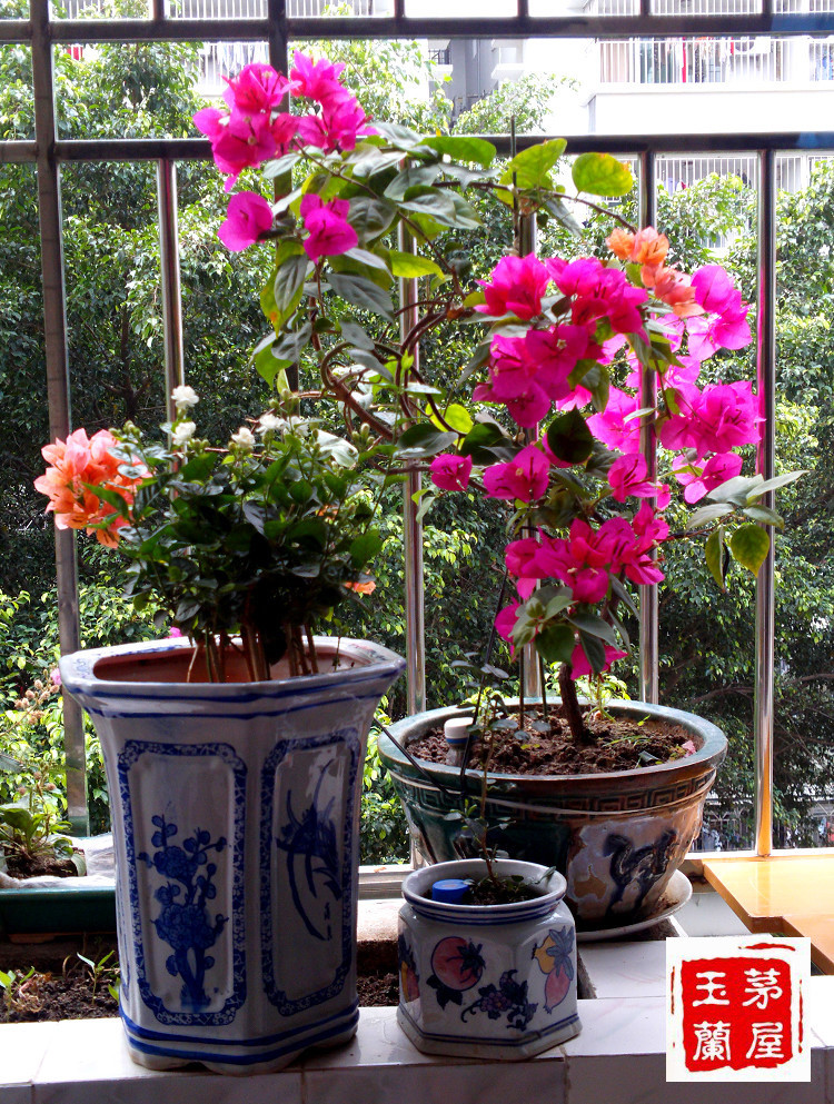 我的養(yǎng)花妙招【原創(chuàng)原拍】2012.10.14. - 茅屋玉蘭 - 雙環(huán)結(jié)的博客