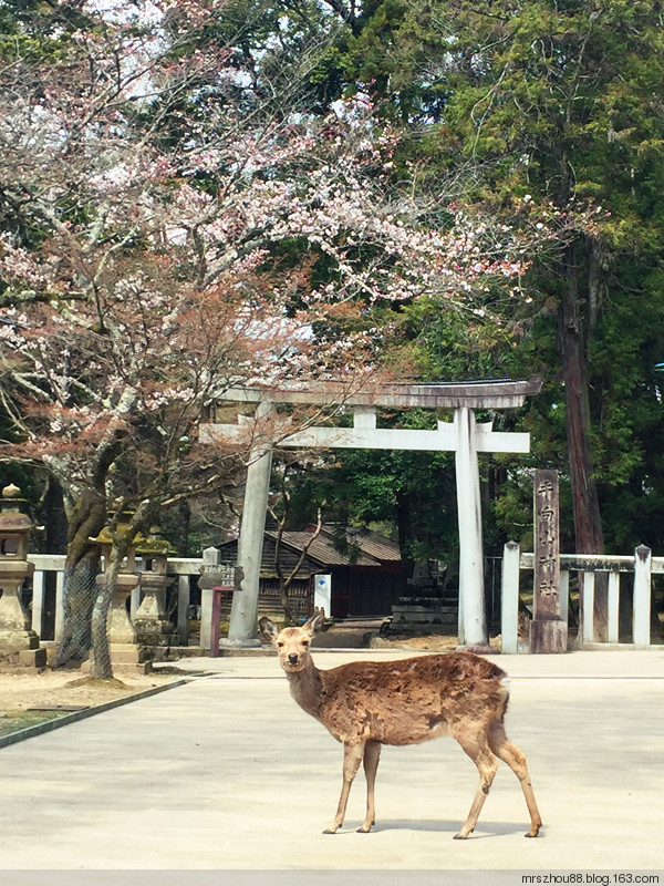 2016年04月05日 - 周太靚湯 - 周太靚湯