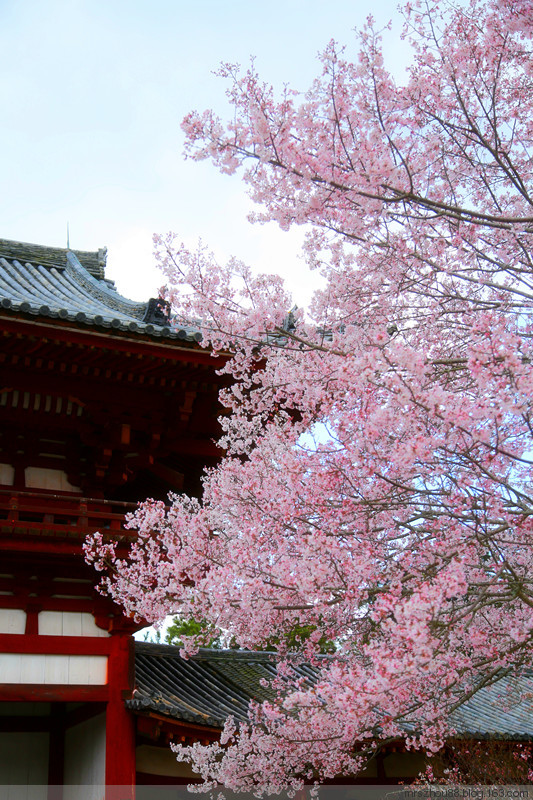 櫻花祭--東大寺神鹿 - 周太靚湯 - 周太靚湯