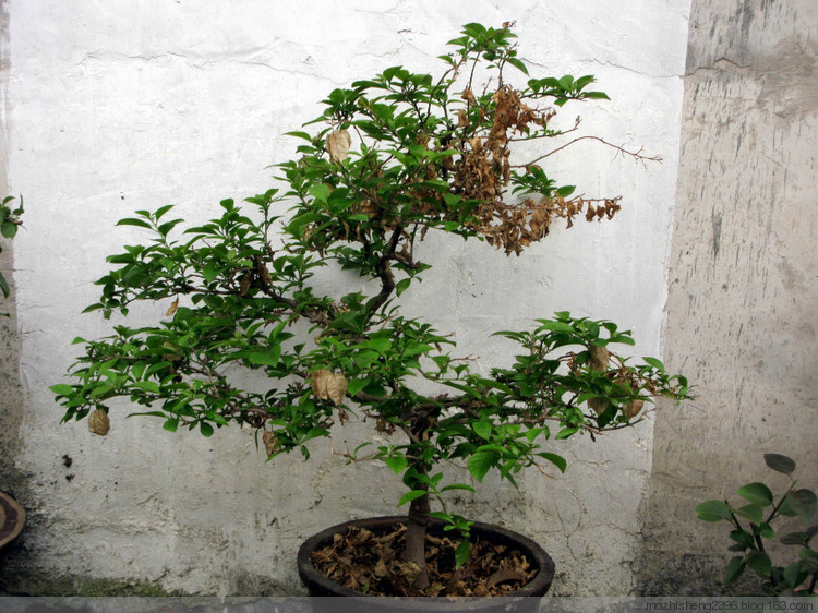 又到三角梅的修剪時    【原創(chuàng)】 - 寶巾奴 - 寶巾奴的軌跡