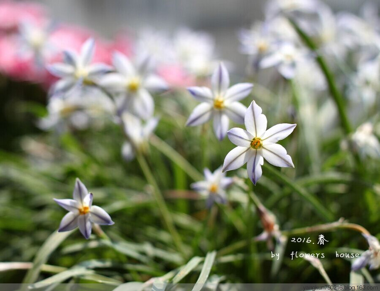 2016.春 - 花滿樓 - 花滿樓