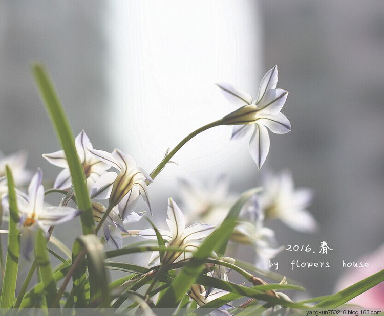 2016.春 - 花滿樓 - 花滿樓