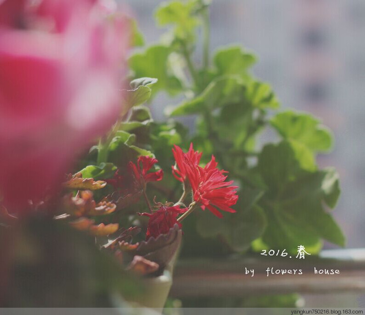 2016.春 - 花滿樓 - 花滿樓