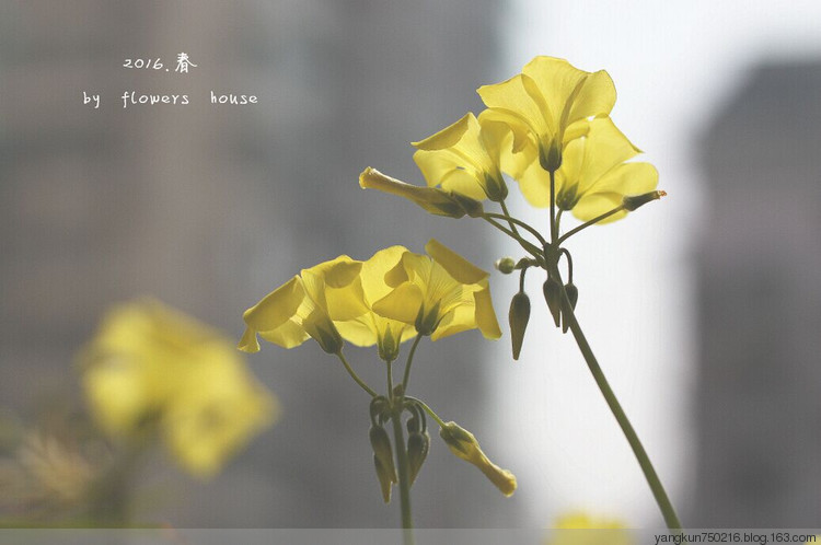 2016.春 - 花滿樓 - 花滿樓