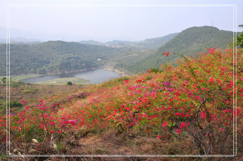 2012年大帽山的初春和初冬游 - 袋鼠媽 - 袋鼠媽