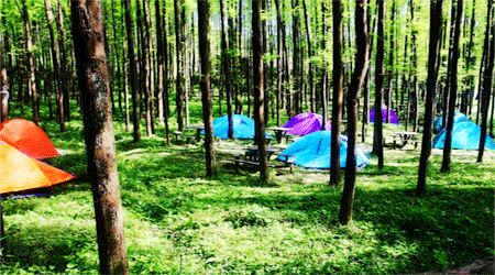 郊區(qū)露營(yíng)基地 - 81226646 - 榴蓮