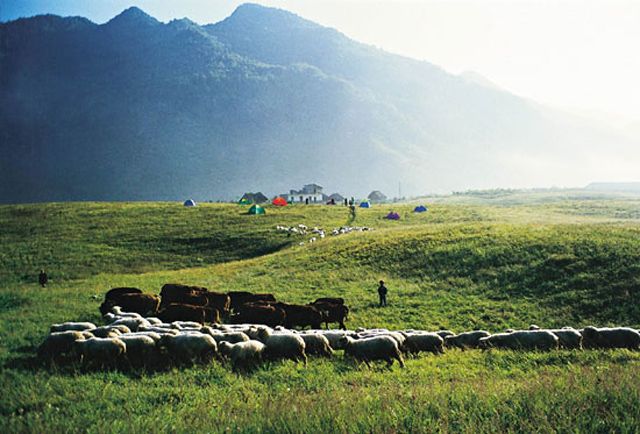 郊區(qū)露營(yíng)基地 - 81226646 - 榴蓮
