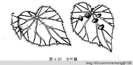 最全的植物快速育苗扦插生根繁殖技術(shù)【1】. - 富硒幫 - 富硒幫物理農(nóng)業(yè)博客 2013年11月12日 - 富硒幫 - 富硒幫物理農(nóng)業(yè)博客