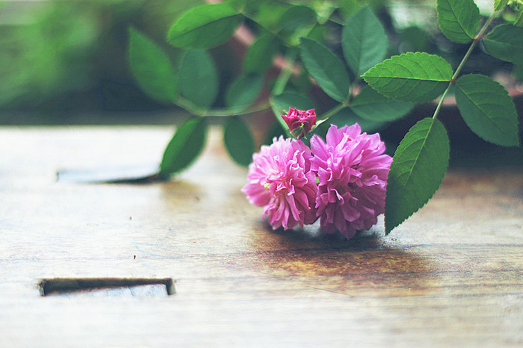 爆香紫 - 花滿(mǎn)樓 - 花滿(mǎn)樓
