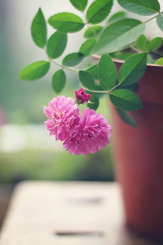 爆香紫 - 花滿(mǎn)樓 - 花滿(mǎn)樓
