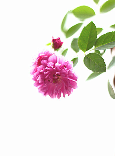 爆香紫 - 花滿(mǎn)樓 - 花滿(mǎn)樓