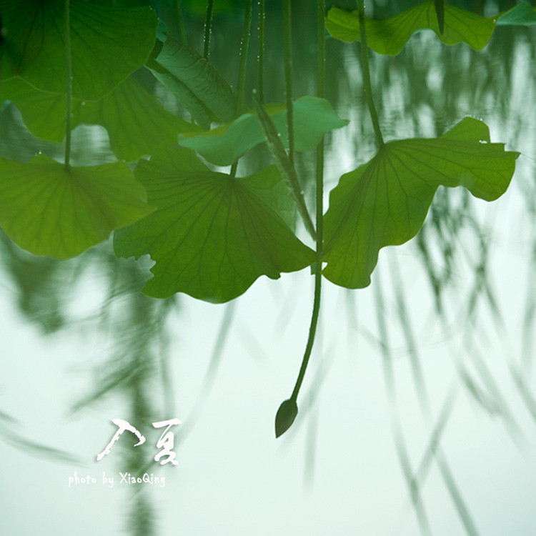 入  夏 - 淡泊 - 淡泊