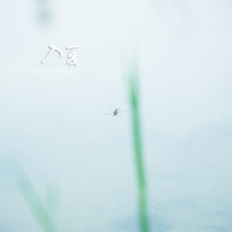 入  夏 - 淡泊 - 淡泊