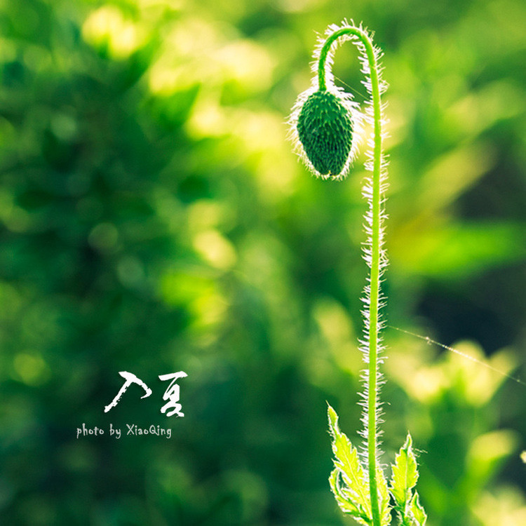 入  夏 - 淡泊 - 淡泊