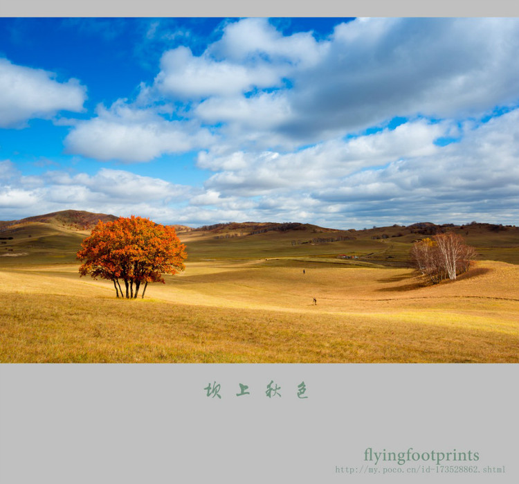 我是一棵秋天的樹(shù)【美圖共賞】 - 白石秋水 - 白石秋水